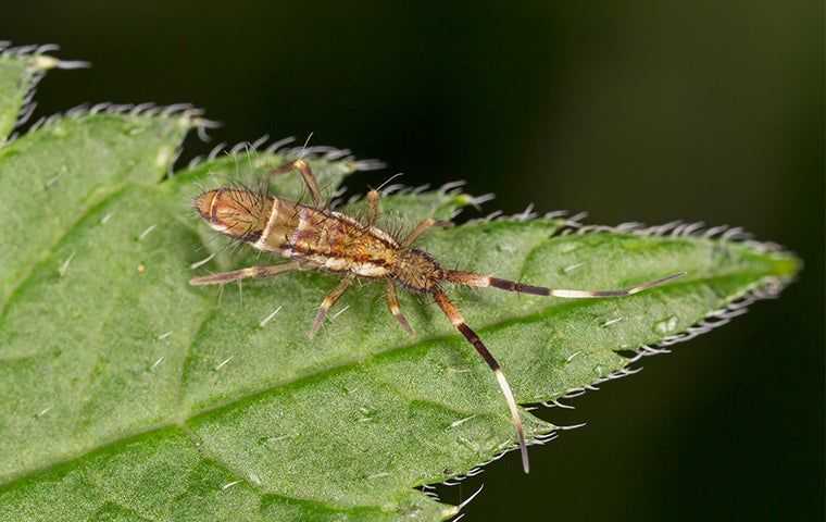 Springtail On Green Leaf